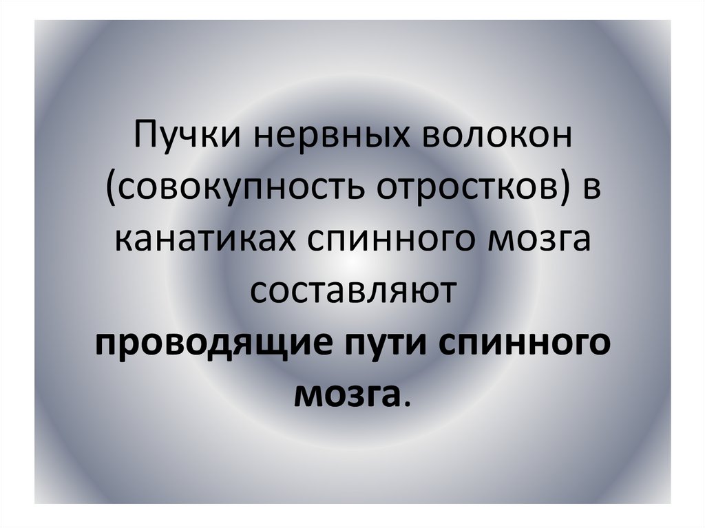 Пучки нервных волокон (совокупность отростков) в канатиках спинного мозга составляют проводящие пути спинного мозга.