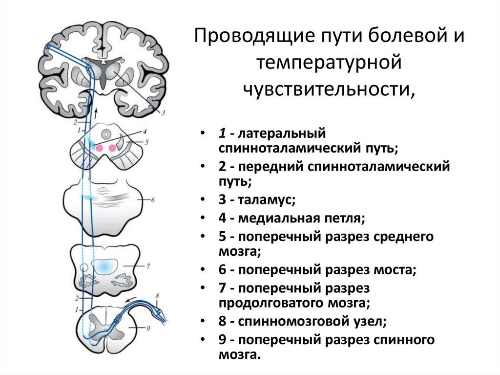 Проводящие пути болевой и температурной чувствительности,