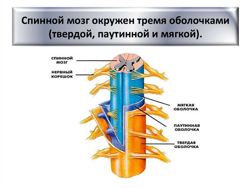 Спинной мозг окружен тремя оболочками (твердой, паутинной и мягкой).