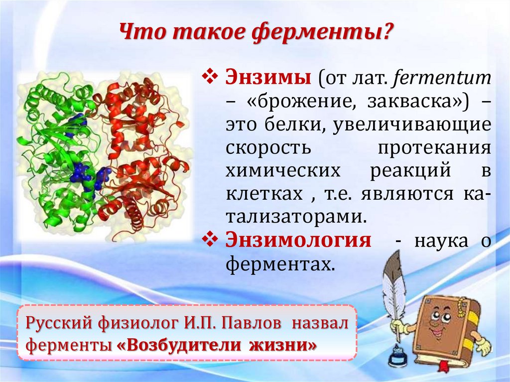 Что такое ферменты?
