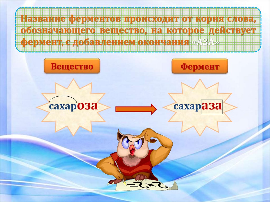 Название ферментов происходит от корня слова, обозначающего вещество, на которое действует фермент, с добавлением окончания