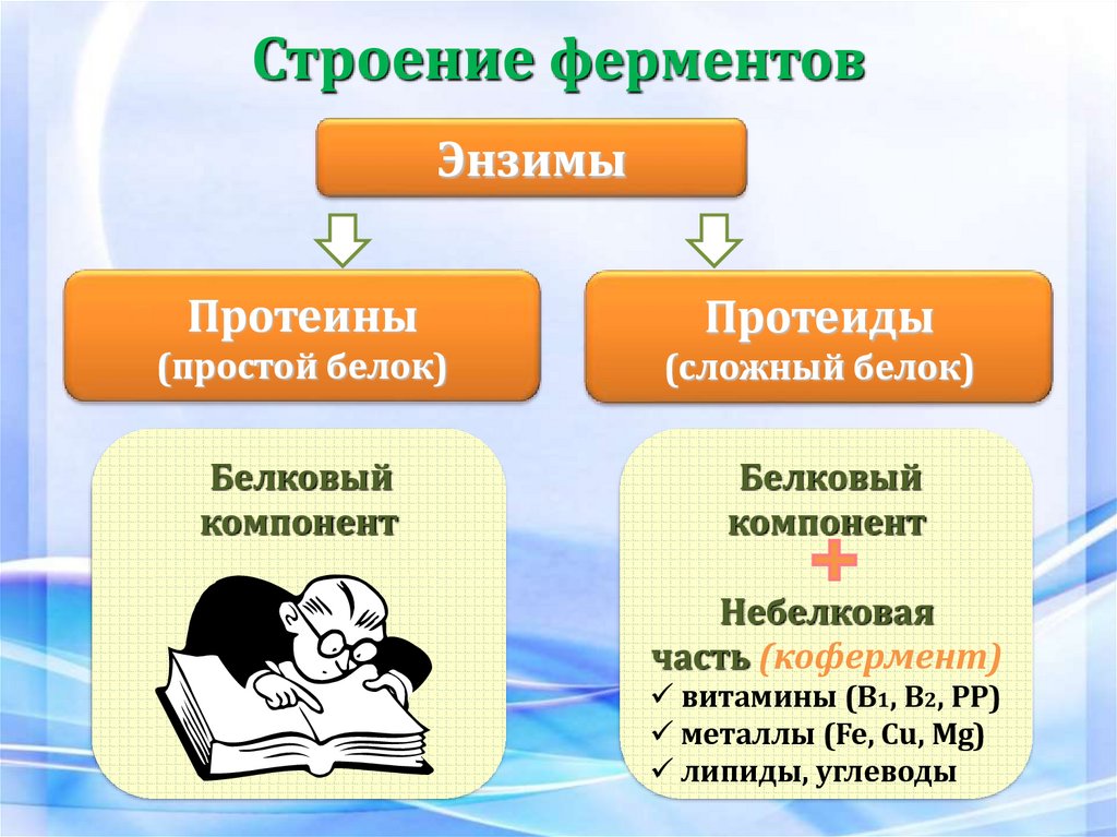 Строение ферментов