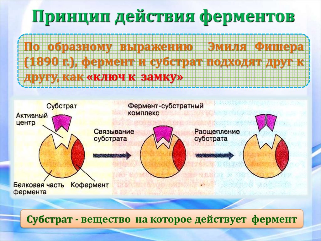 Принцип действия ферментов