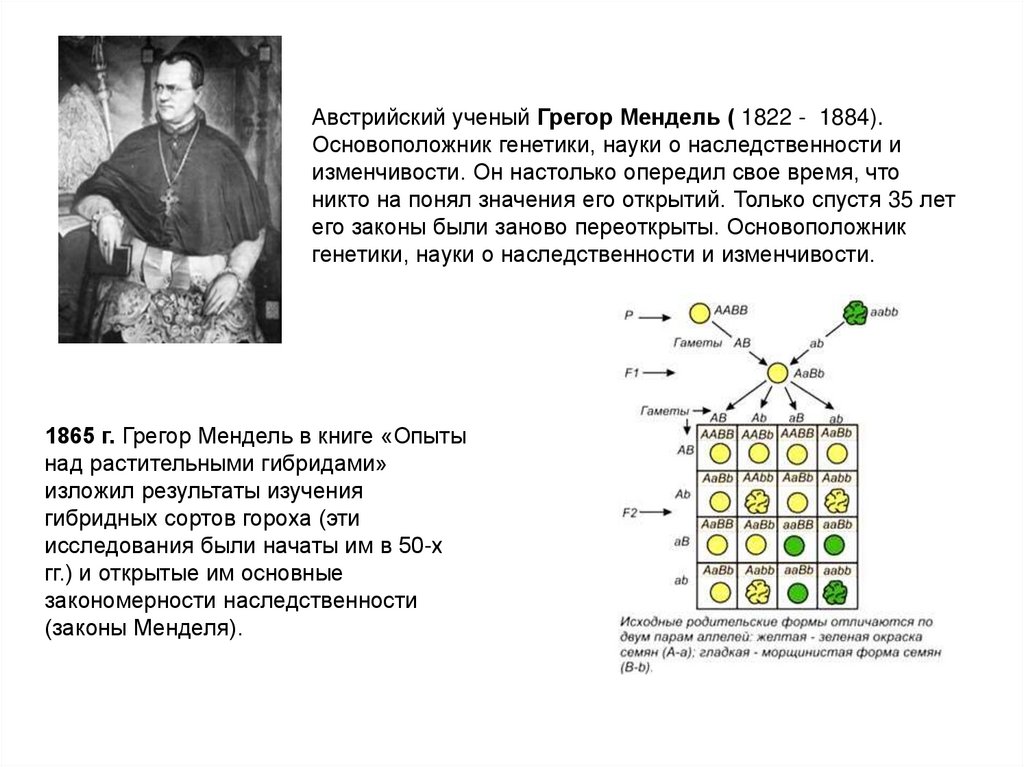Австрийский ученый Грегор Мендель ( 1822 -  1884). Основоположник генетики, науки о наследственности и изменчивости. Он