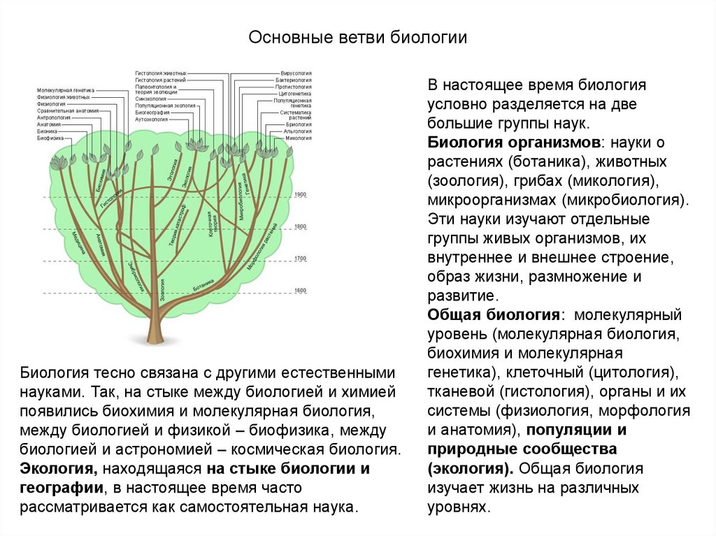 Основные ветви биологии
