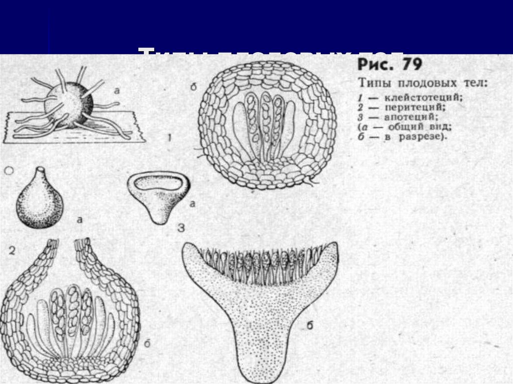 Типы плодовых тел