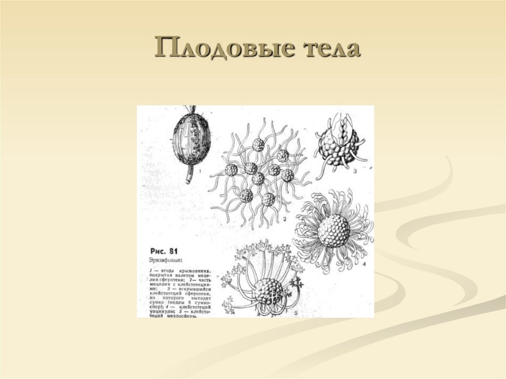 Плодовые тела