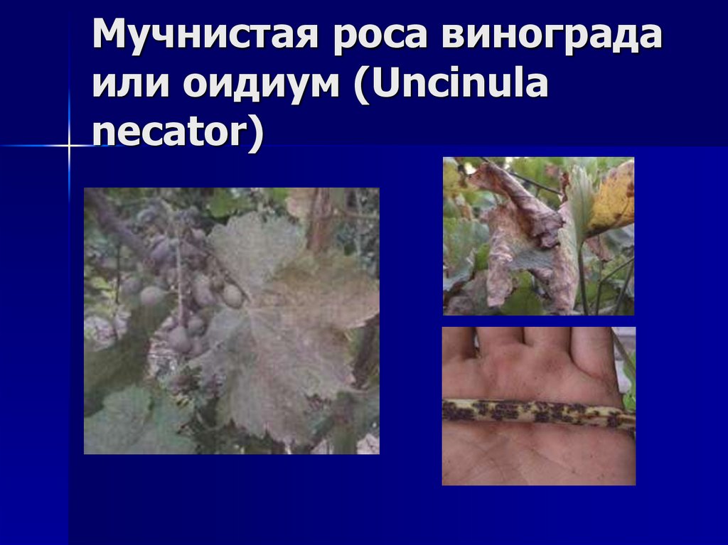 Мучнистая роса винограда или оидиум (Uncinula necator)