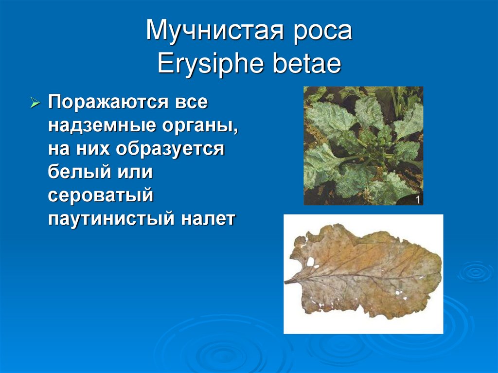 Мучнистая роса Erysiphe betae