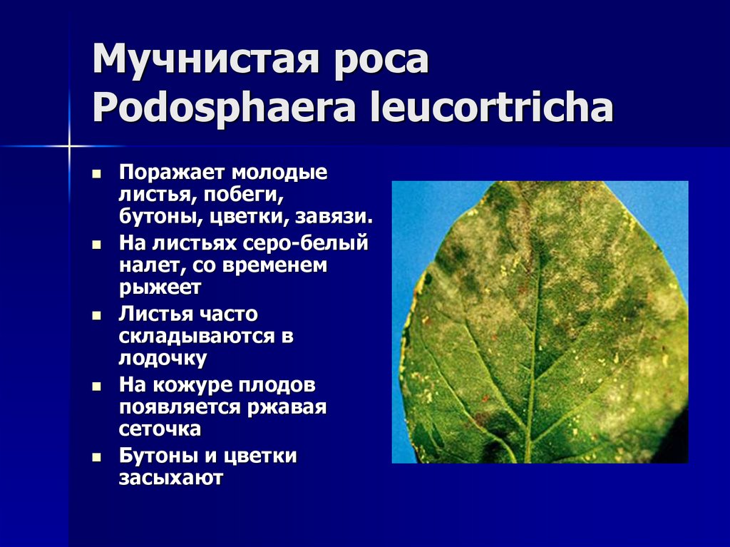 Мучнистая роса Podosphaera leucortricha