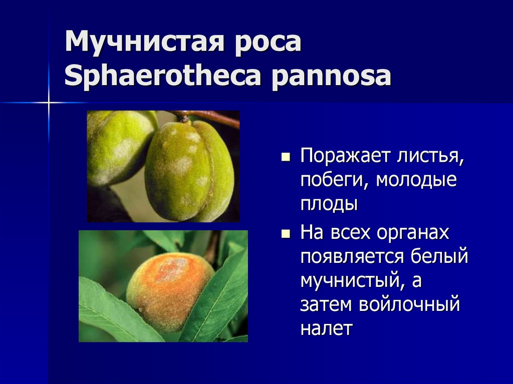 Мучнистая роса Sphaerotheca pannosa
