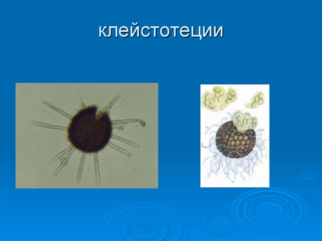 клейстотеции