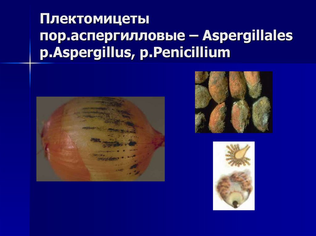 Плектомицеты пор.аспергилловые – Aspergillales p.Aspergillus, p.Penicillium