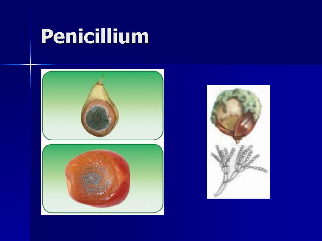 Penicillium