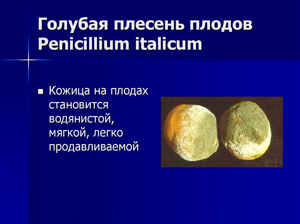 Голубая плесень плодов Penicillium italicum
