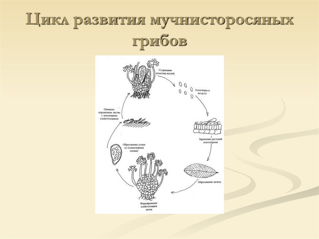 Цикл развития мучнисторосяных грибов