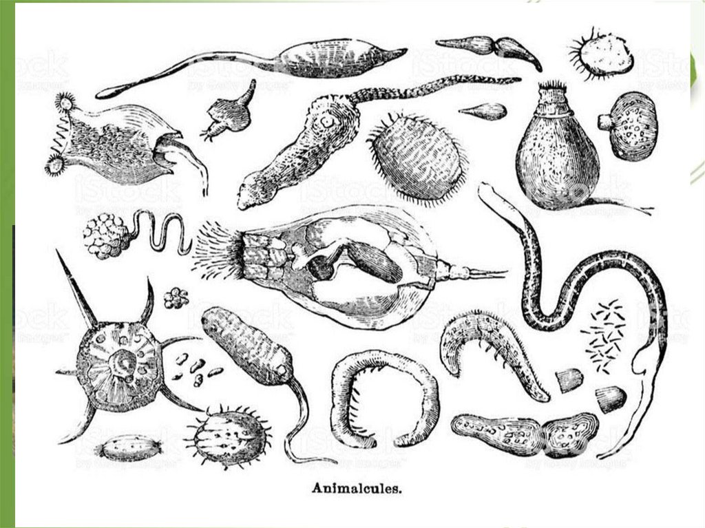 Антони ван Левенгук