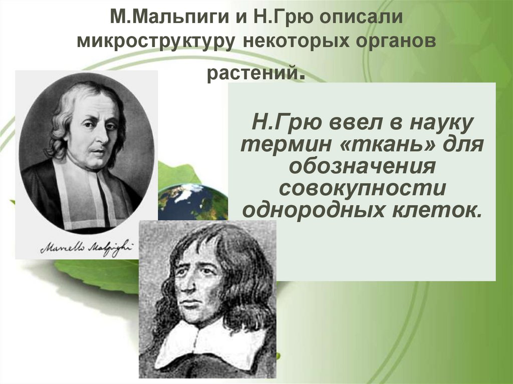 М.Мальпиги и Н.Грю описали микроструктуру некоторых органов растений.