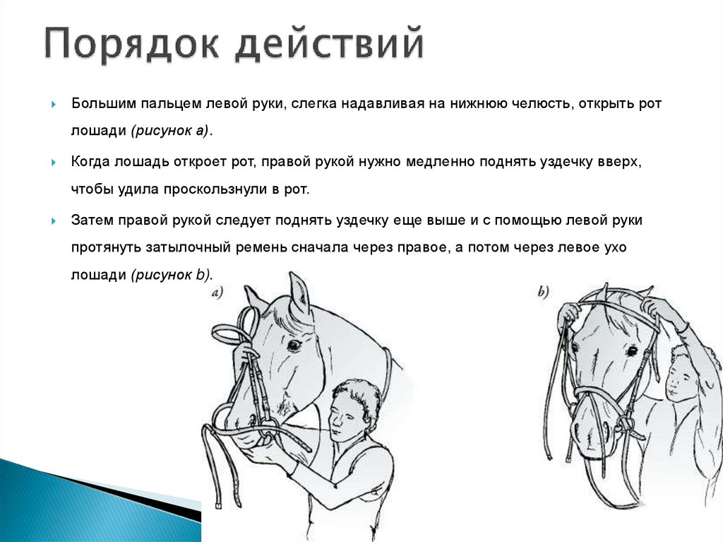 Порядок действий