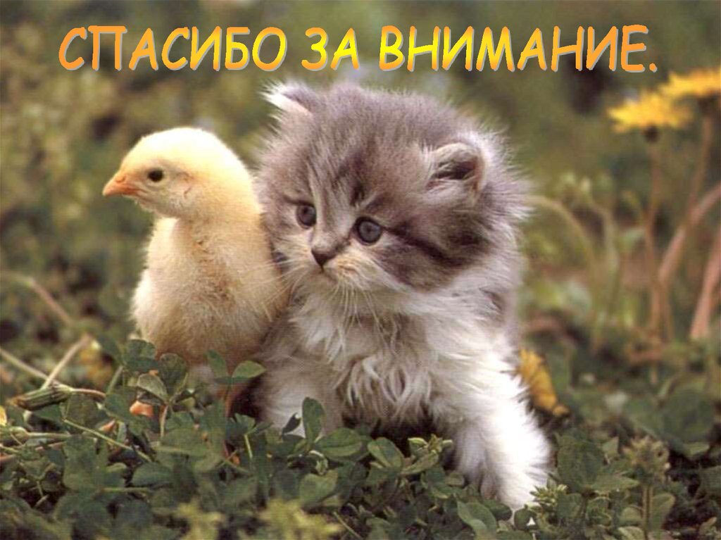 Направление птицеводческих предприятий и ферм