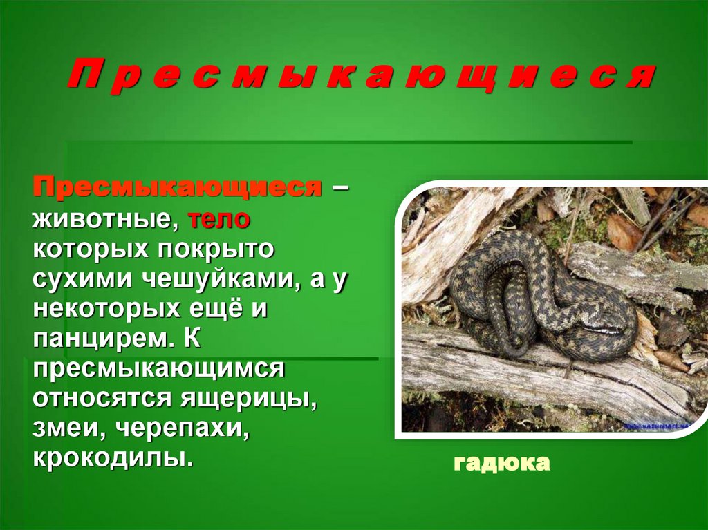 П р е с м ы к а ю щ и е с я