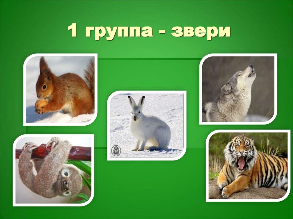 1 группа - звери
