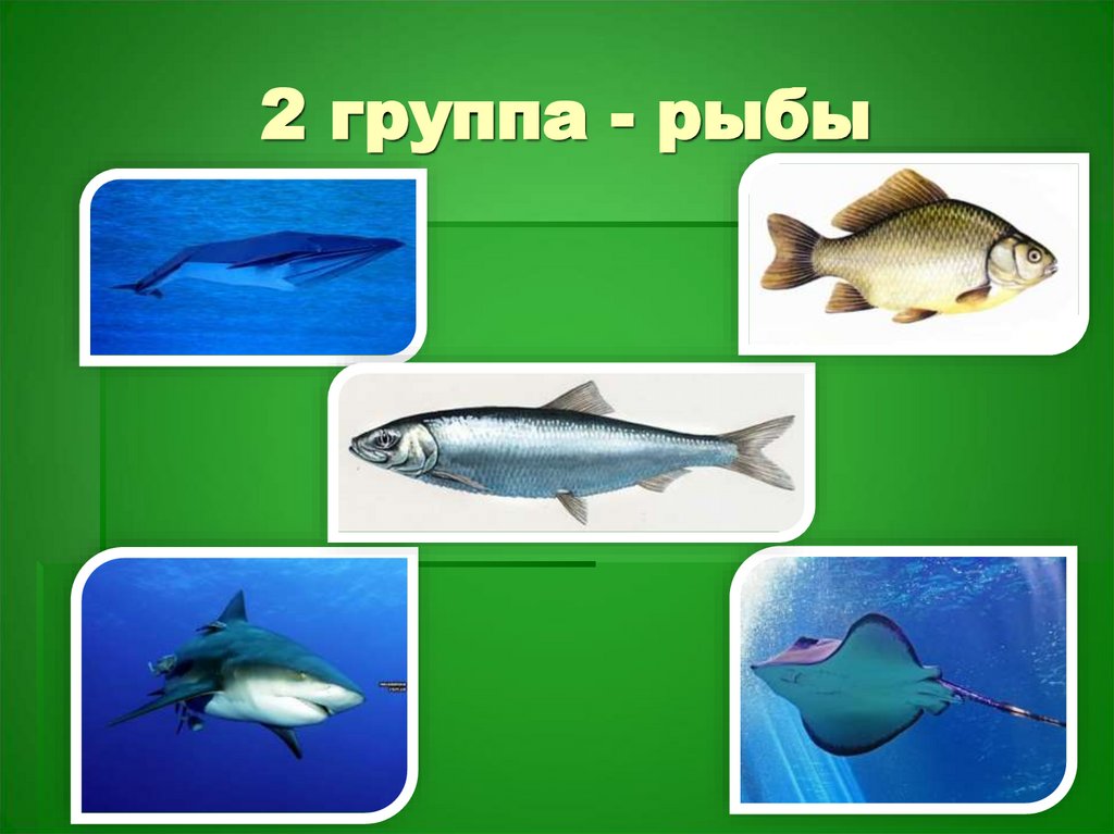 2 группа - рыбы