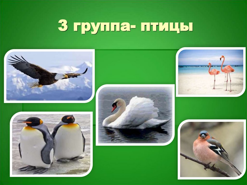 3 группа- птицы