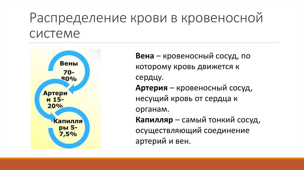 Распределение крови в кровеносной системе