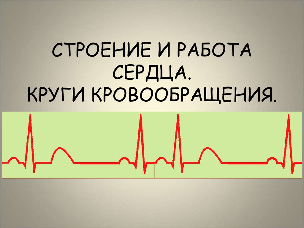СТРОЕНИЕ И РАБОТА СЕРДЦА. КРУГИ КРОВООБРАЩЕНИЯ.