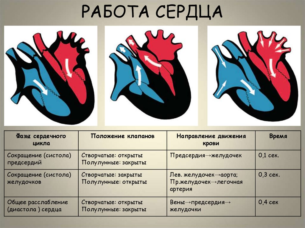 РАБОТА СЕРДЦА