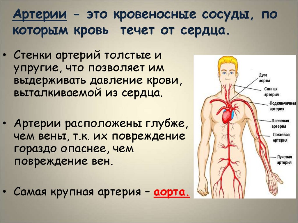 Артерии - это кровеносные сосуды, по которым кровь течет от сердца.