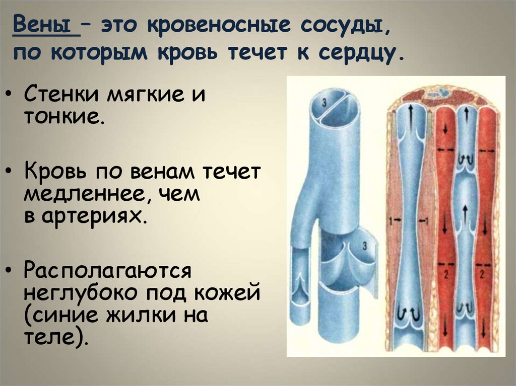 Вены – это кровеносные сосуды, по которым кровь течет к сердцу.
