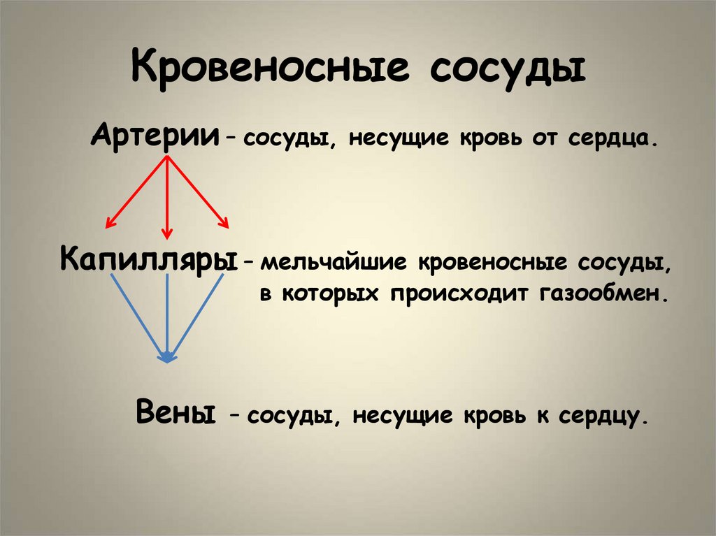 Кровеносные сосуды