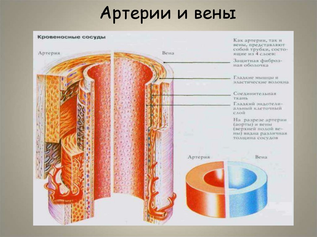 Артерии и вены