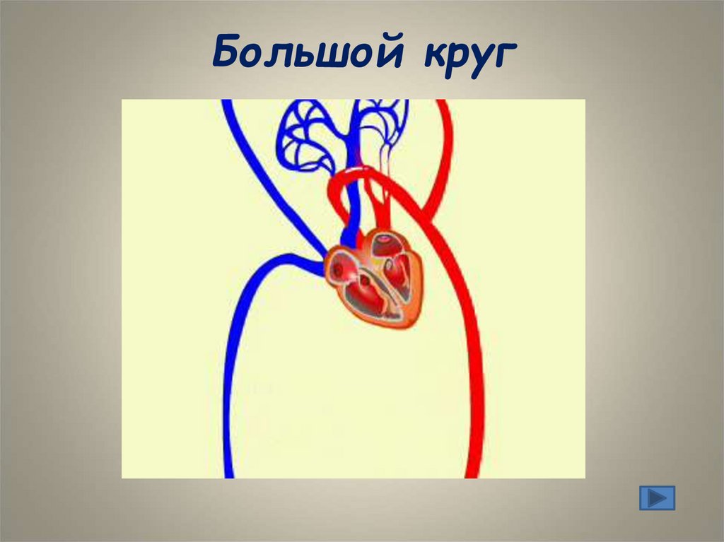 Большой круг