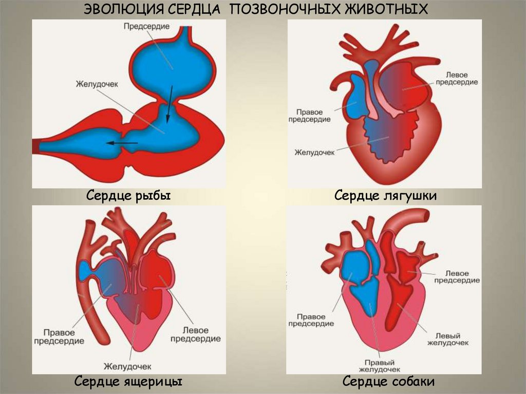 ЭВОЛЮЦИЯ СЕРДЦА ПОЗВОНОЧНЫХ ЖИВОТНЫХ