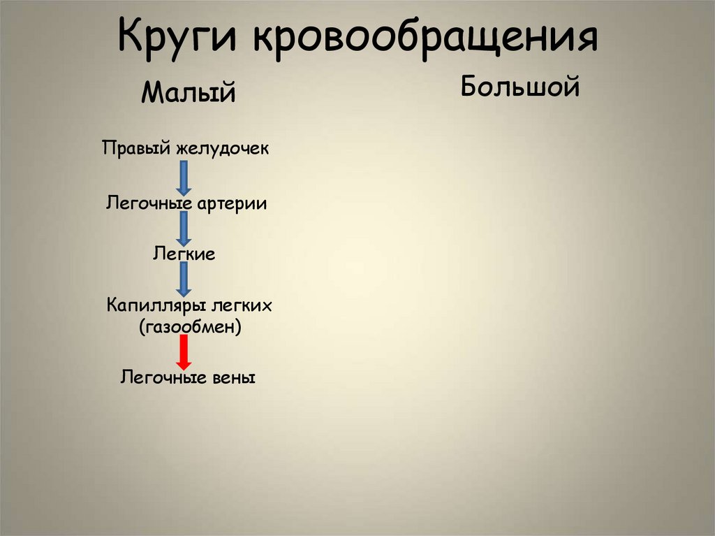 Круги кровообращения