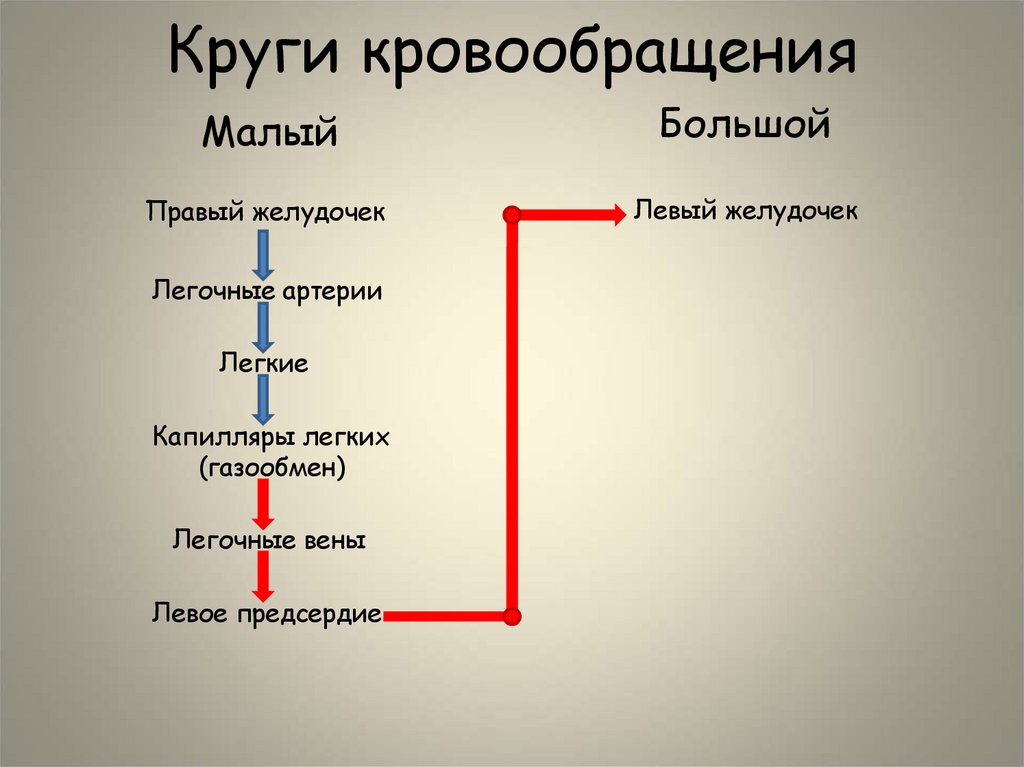 Круги кровообращения