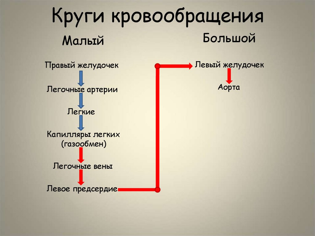 Круги кровообращения
