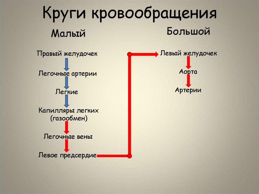 Круги кровообращения