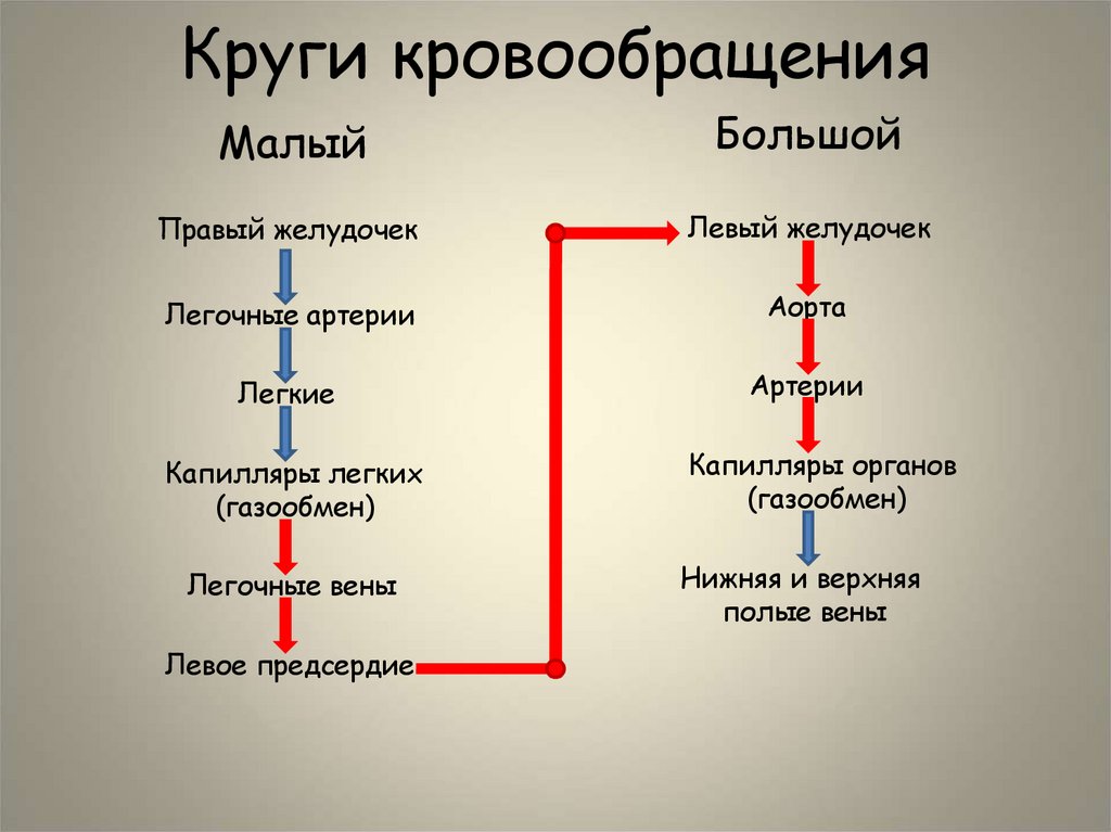 Круги кровообращения