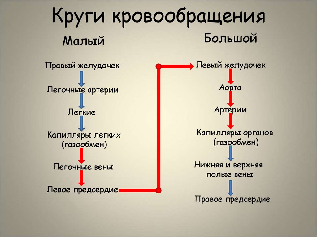 Круги кровообращения