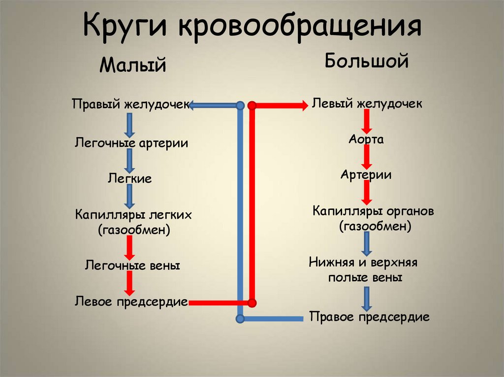 Круги кровообращения