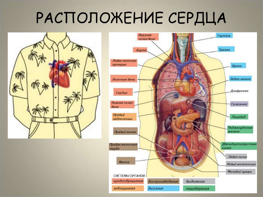 РАСПОЛОЖЕНИЕ СЕРДЦА