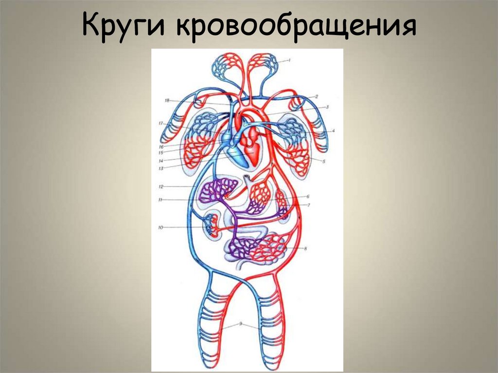 Круги кровообращения