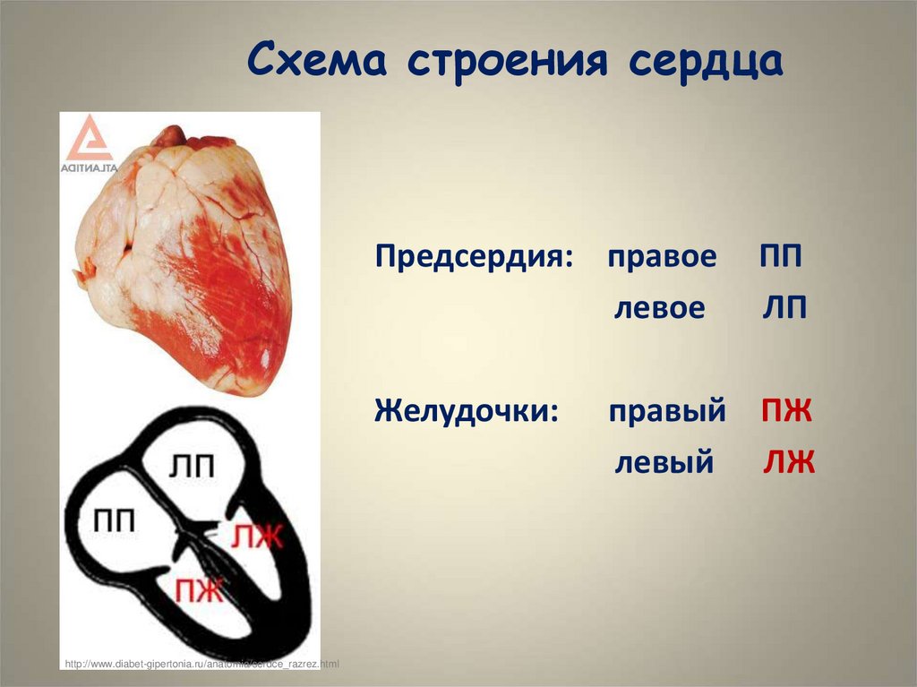 Схема строения сердца