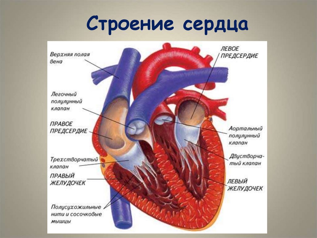 Строение сердца