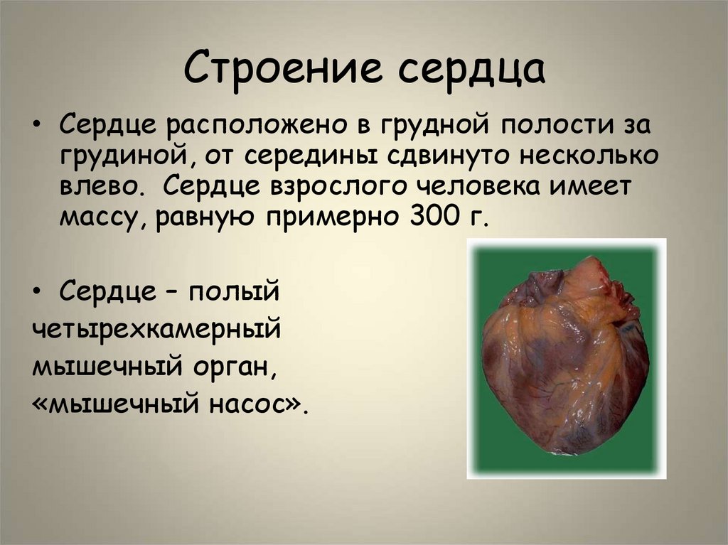 Строение сердца