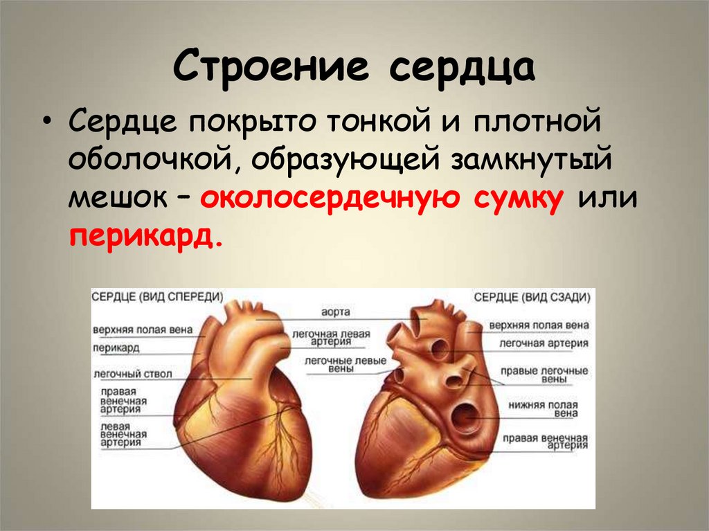 Строение сердца